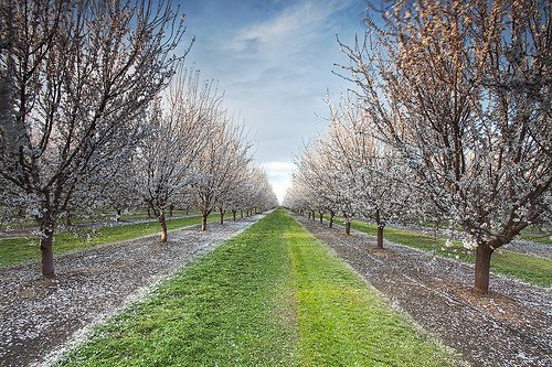 UC offers Almond Production Short Course for growers, Nov. 8-10, in Modesto ucanr.edu/blogs/blogcore…