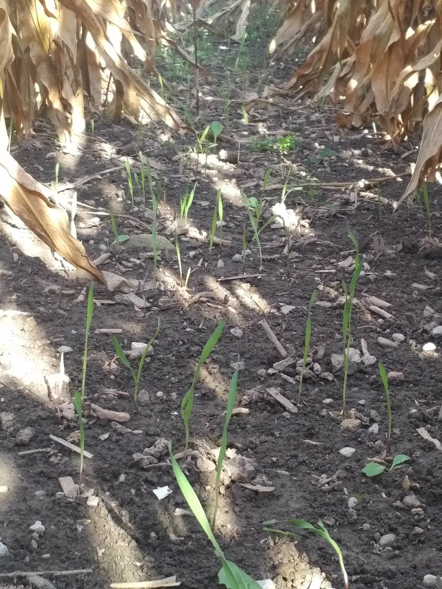 Agcat61's tweet photo. Cereal Ryegrass Aerial Seeded London Twp. Sept 19 @ 80 lbs. good timing, moisture and soil conditions #covercrops #ontag #aerialag https://t.co/gUe0RZBT28