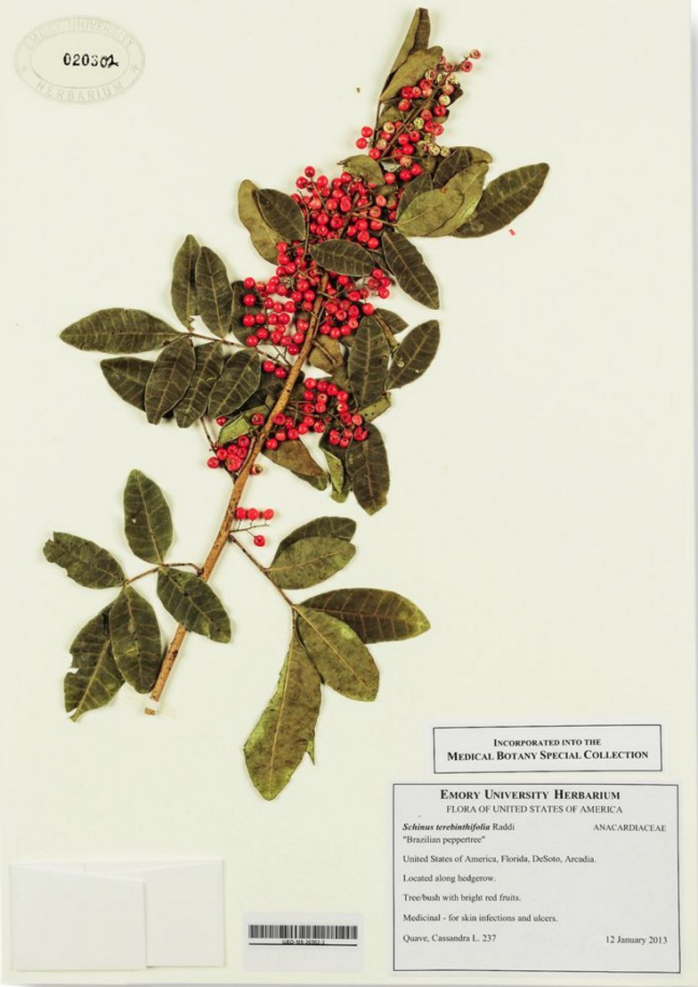 Catching on that wild Edibles might be the future for antibiotics! nyti.ms/2cMBON1 <a href="/nytimes/">The New York Times</a>