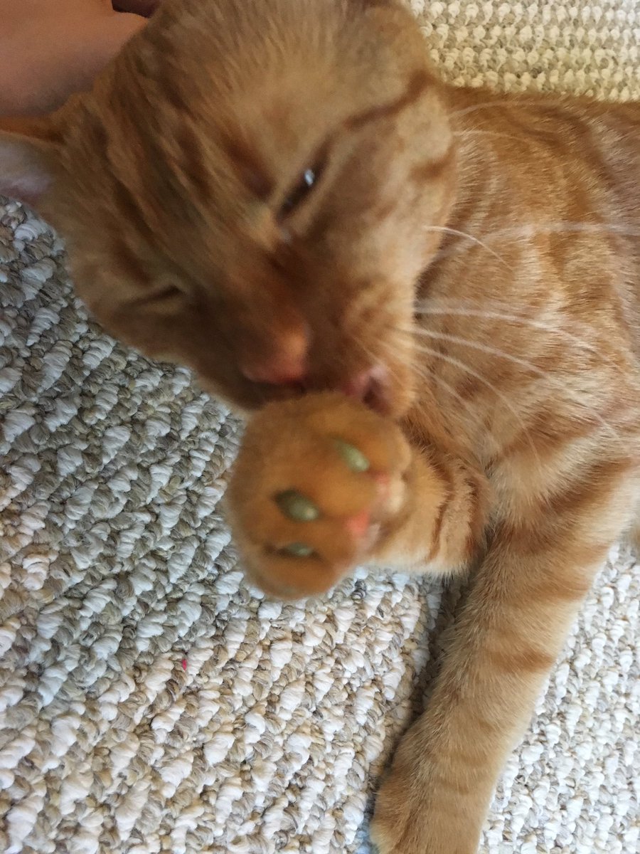MiloAndQuinn's tweet photo. Trying to get used to my new manicure #claw caps https://t.co/DxaeYAMzjb