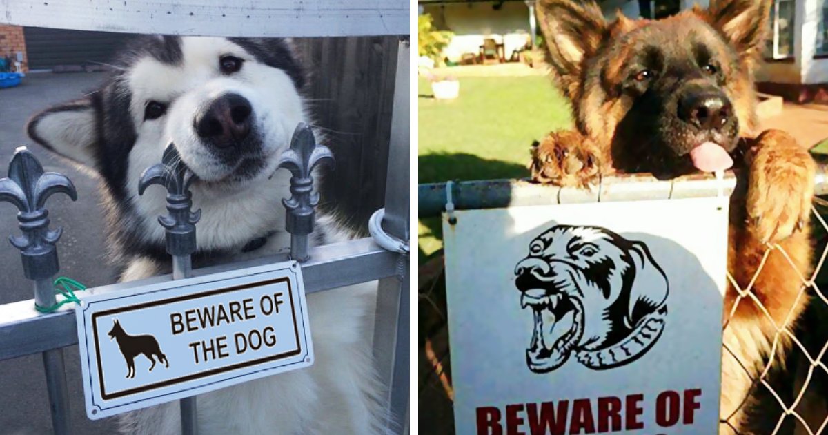 thinkpup's tweet image. 10+ Dangerous #Dogs Behind “Beware Of Dog” Signs buff.ly/2dRX2ge