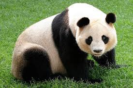 CarsDadsNet's tweet photo. Is there a panda in Carshalton? A growing collection of #bamboo fuels speculation https://t.co/AjwABboxj1