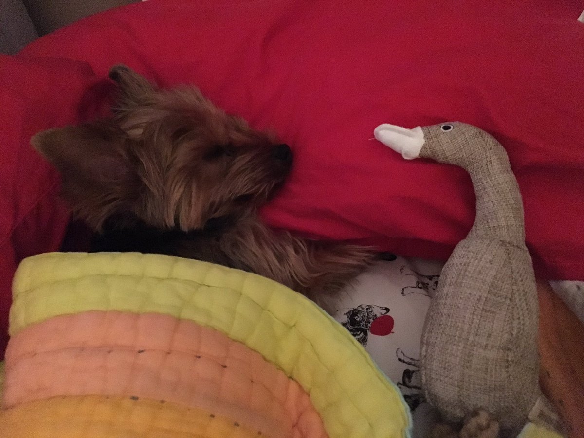 WilliamHTheDog's tweet photo. https://t.co/WPZIqS96MR