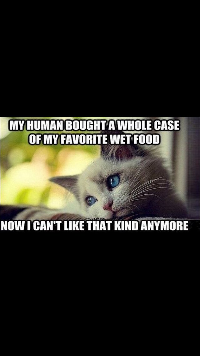 FjFlapjack's tweet photo. Mmmmmm -thanks Lucy, Lee &amp;Evie #CatsOfTwitter https://t.co/qDOkSXfVXo