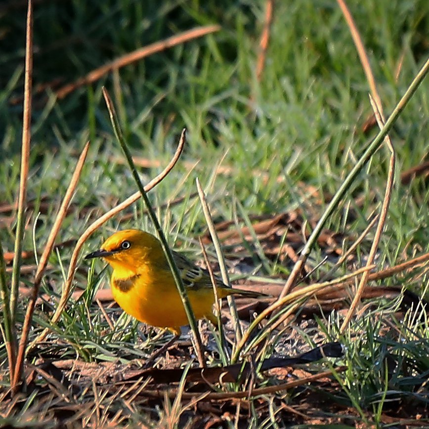 AustFieldOrnithology (@afoonline) on Twitter photo This endangered Yellow Chat stars in a recent AFO article about its life in Kakadu birdlife.org.au/afo/index.php/… #ornithology <a href="/BirdlifeOz/">BirdLife Australia</a> This endangered Yellow Chat stars in a recent AFO article about its life in Kakadu birdlife.org.au/afo/index.php/… #ornithology <a href="/BirdlifeOz/">BirdLife Australia</a>
