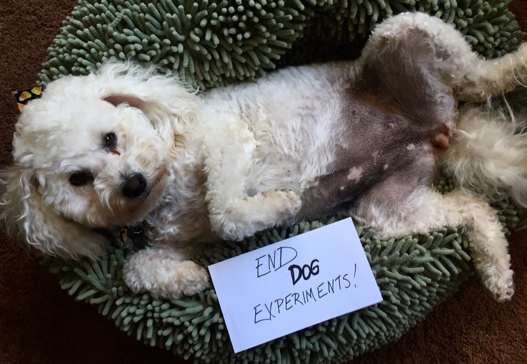 Annimallover's tweet photo. Gracie wants to tell you that we need 2 #endDogExperiments! See more at https://t.co/AnzVDIT9EG https://t.co/kt8aZxx7Kc