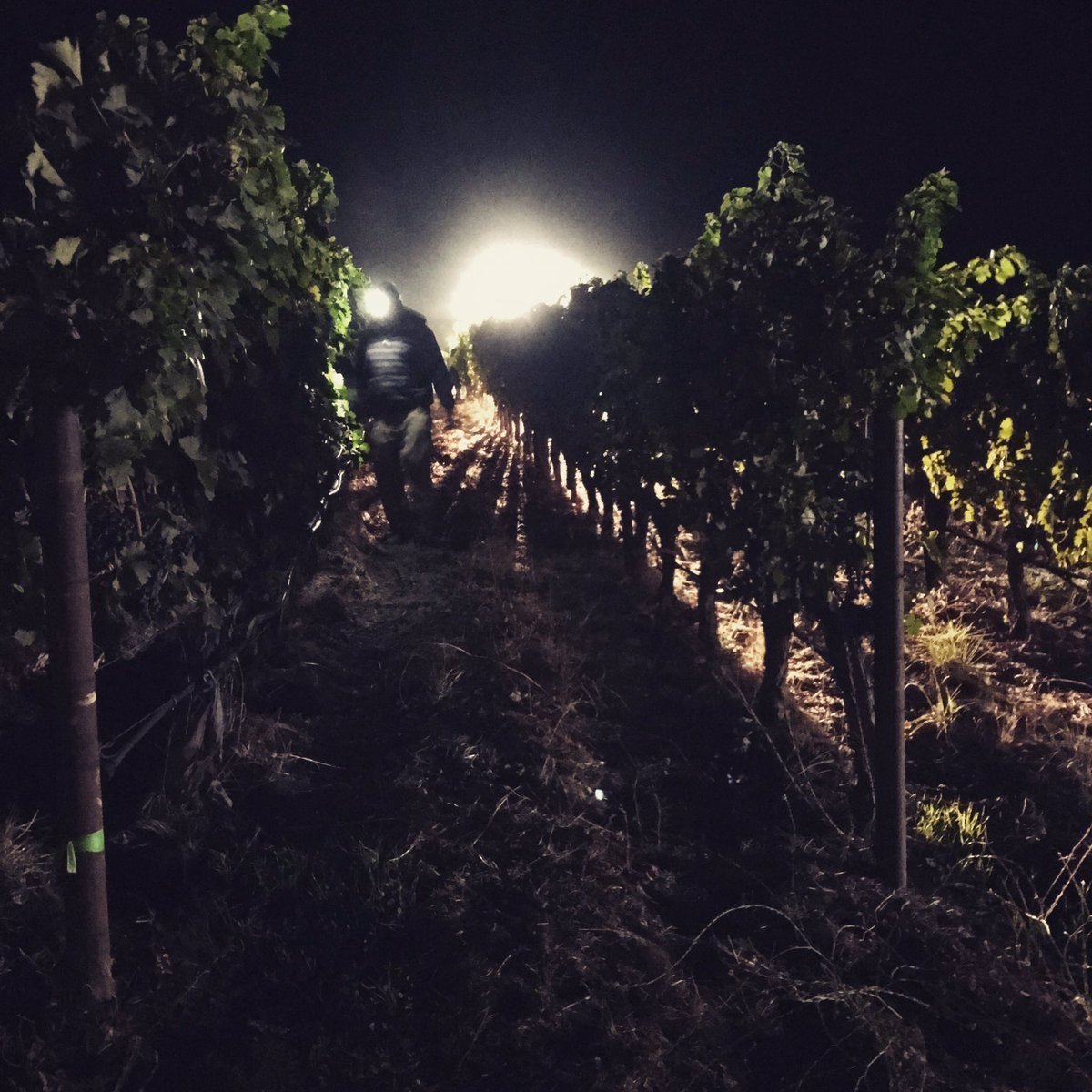 Pahlmeyer's tweet photo. #whileyouweresleeping our vineyard team has been harvesting! Thank you to these incredibly hard-working men and women! 👏🏻👏🏻👏🏻 #NapaHarvest https://t.co/GTrYtEg0gP