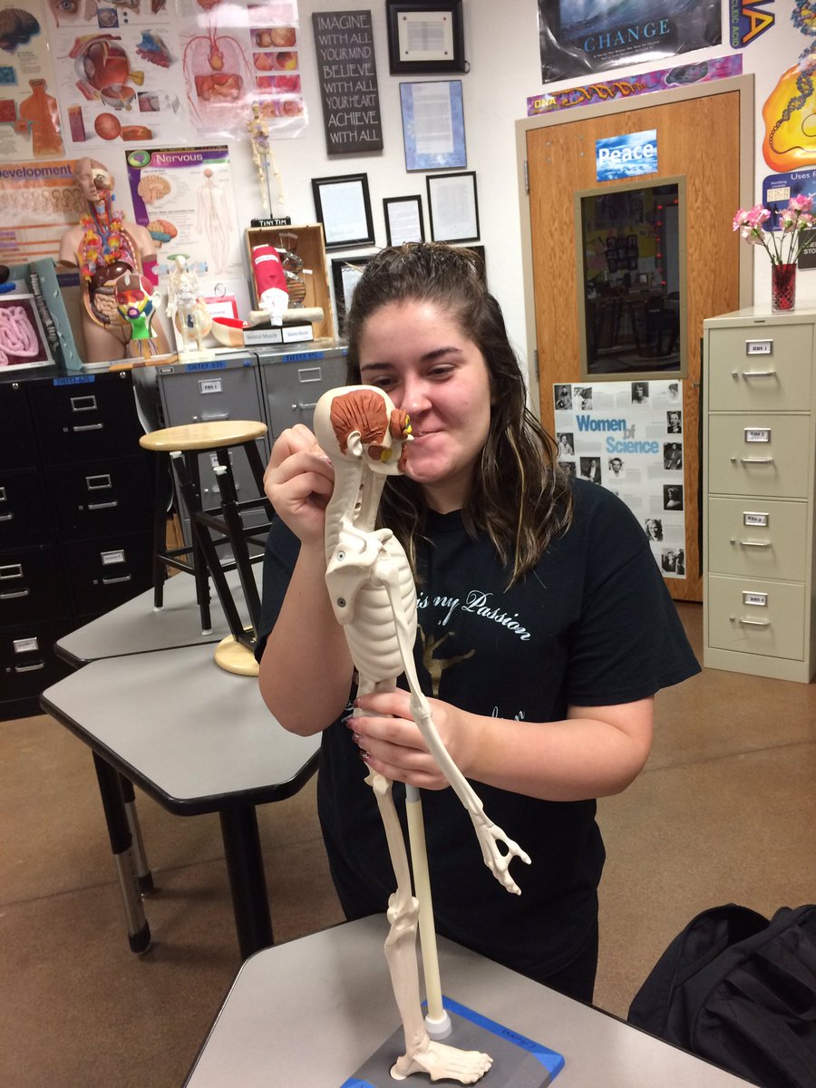 RMHSBioMed's tweet image. HBS building a brain on our Mani's!