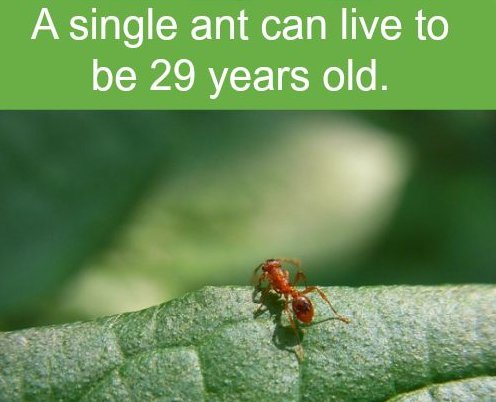 pdxbugman's tweet photo. A single ant can live to be 29 years old-- what about married ant? #bugfacts https://t.co/HLFVgyaSah