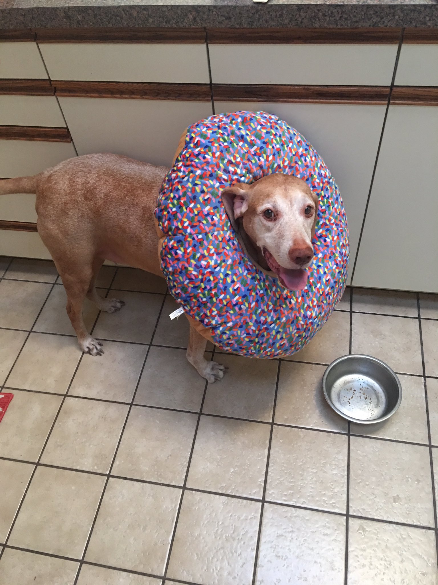 brielle on Twitter "I put this donut pillow on my dog 20 minutes ago