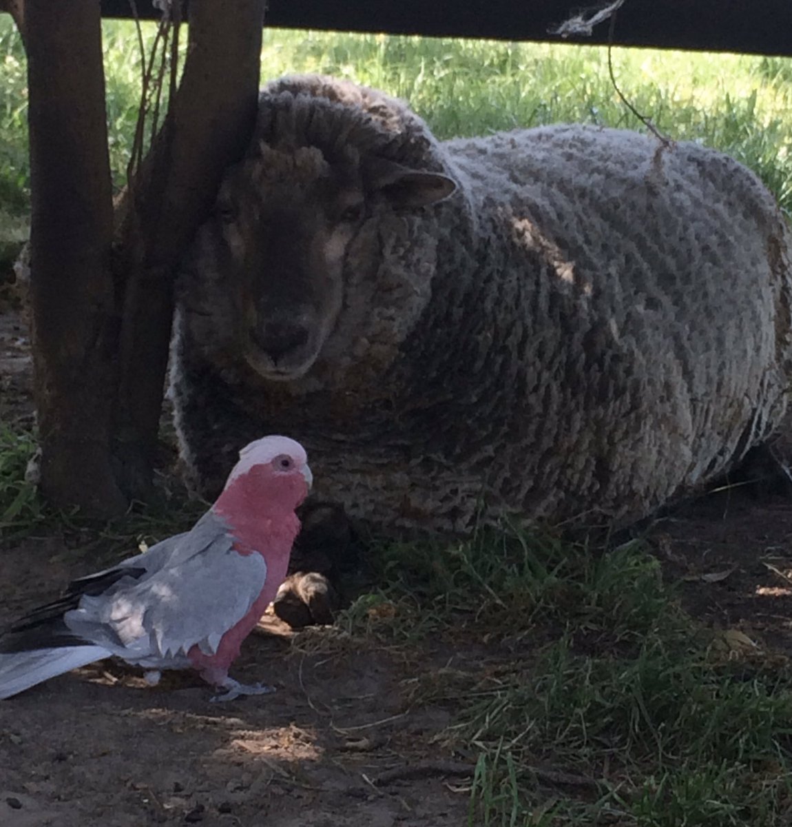 TheFunkyFarm's tweet photo. If wool shrinks in the washing machine why hasn't my sheep shrunk over winter?? #sheep #princessholly #thefunkyfarm https://t.co/mzlQXPrqJt