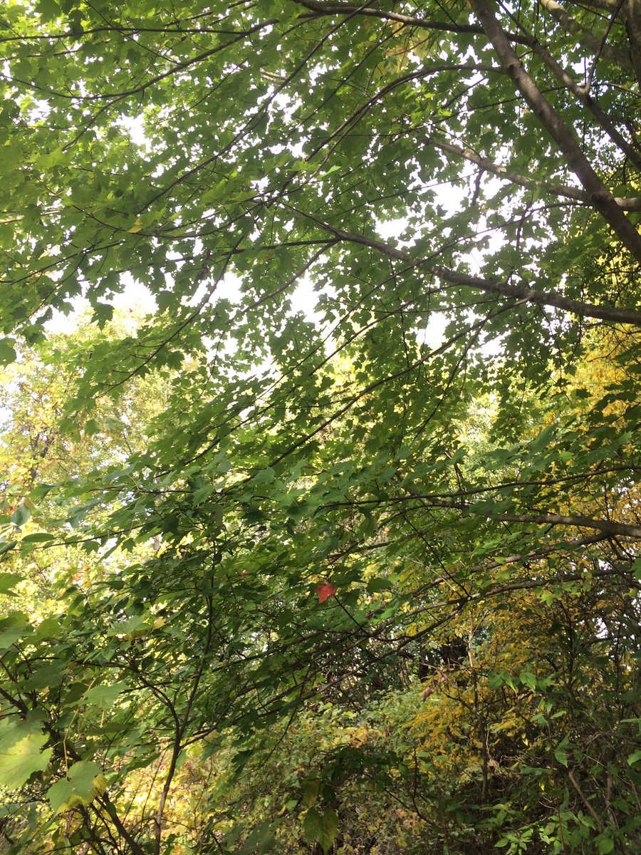 HayleyJenn7's tweet image. Fall hikes @DundasOutdoors are the best hikes! #redeft #springpeeper