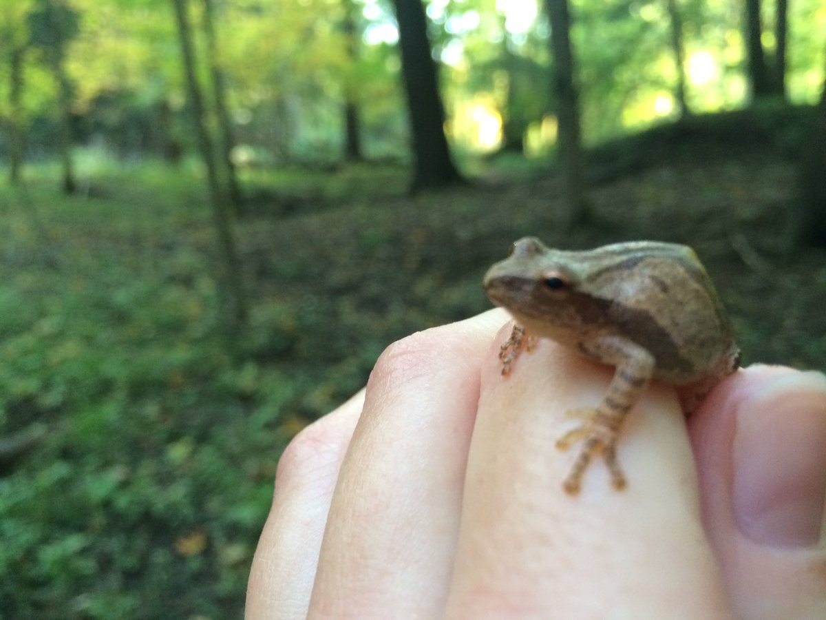 HayleyJenn7's tweet image. Fall hikes @DundasOutdoors are the best hikes! #redeft #springpeeper