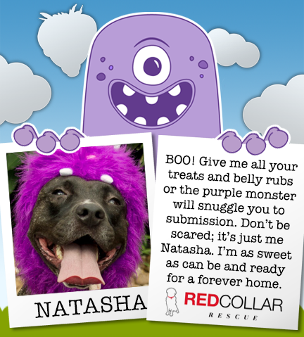 It's RED Collar Rescue Wednesday. Sweet Natasha is ready for Halloween, but she needs a forever family to spend it with. info@redcollar.org