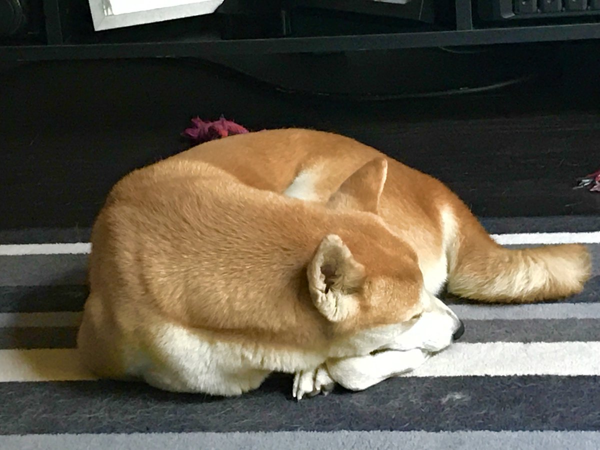 Kouki the Shiba Inu (@KoukiInu) / Posts / X