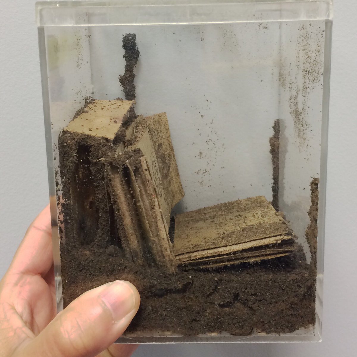 JodyBugsMeUNL's tweet photo. Silly termites, what are you doing? I've provided the cellulose, moisture & humidity requires for office bliss #termites #foraging #mudtubes https://t.co/emse8OdE3f