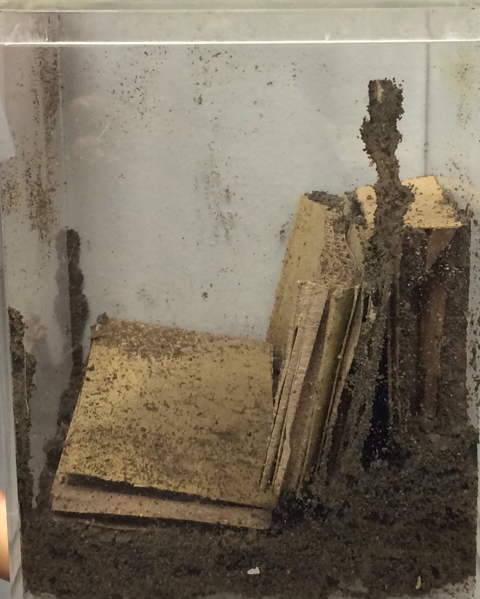 JodyBugsMeUNL's tweet photo. Silly termites, what are you doing? I've provided the cellulose, moisture & humidity requires for office bliss #termites #foraging #mudtubes https://t.co/emse8OdE3f