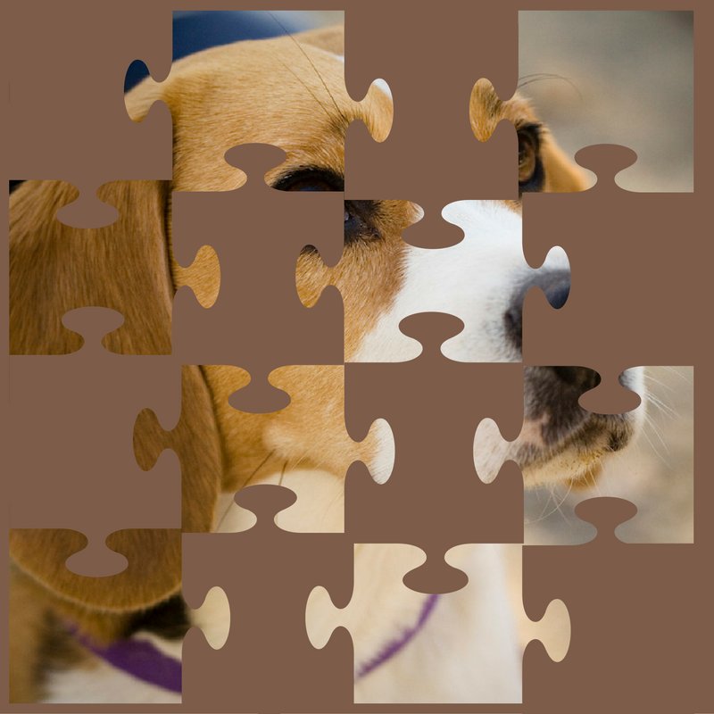 24hAssistance's tweet photo. Giochino del giovedรฌ: che razza รจ? Indovinate! #dottordog #indovinalarazza #puzzledog https://t.co/BAy1nE4TJb