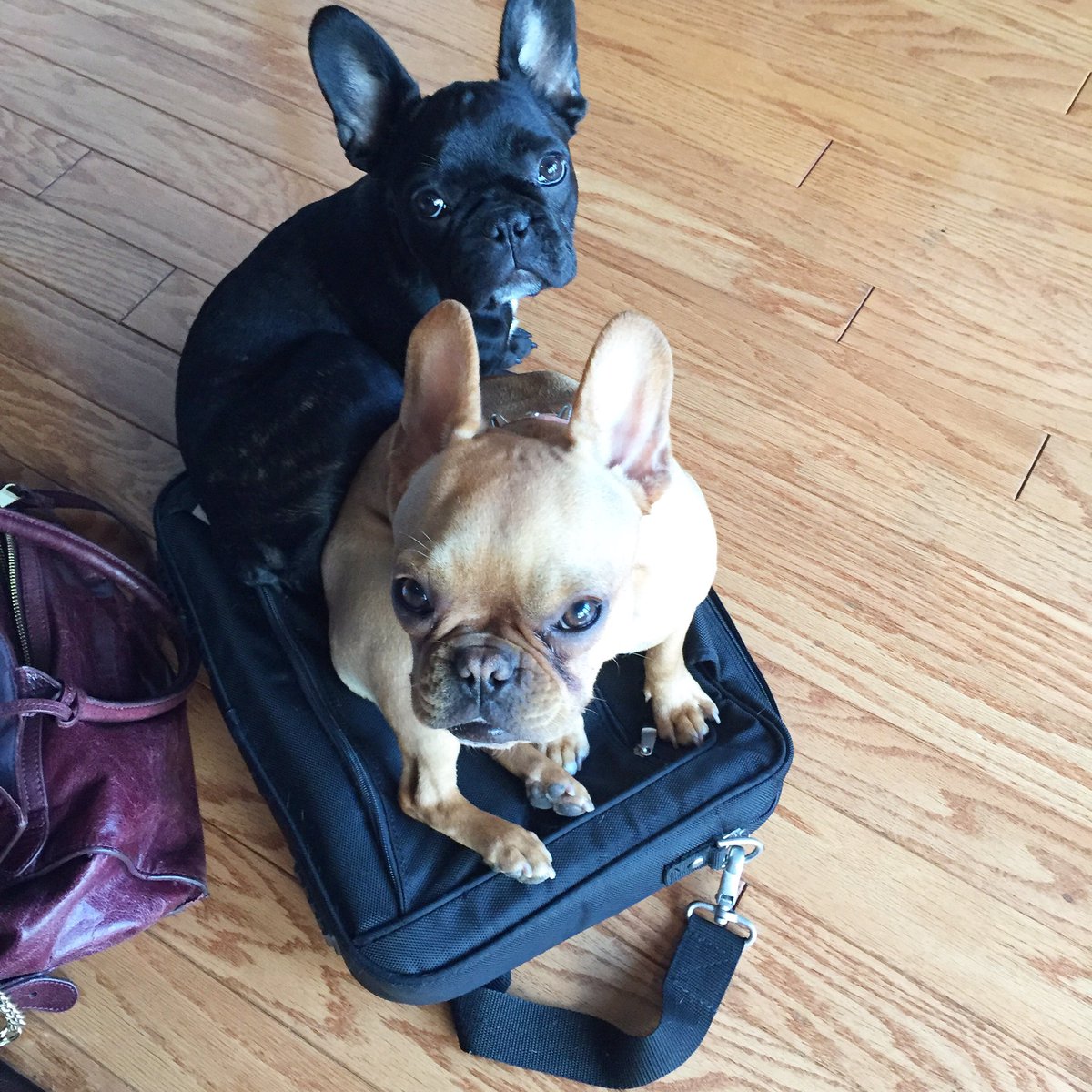 HaleyNeef's tweet photo. When your dogs claim your laptop bag as their own in protest of you going to work. #batpigs #frenchies #frenchbulldogs https://t.co/j1yp224Eac