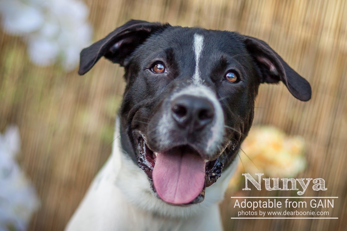 GuamAnimals's tweet photo. Hafa Adai from today's Pet of the Week. Meet Nunya the dog. #GuamAnimals #GAINGuam #PetOfTheWeek #dogsoftwitter #Adopt #Foster https://t.co/h9471t0a1L