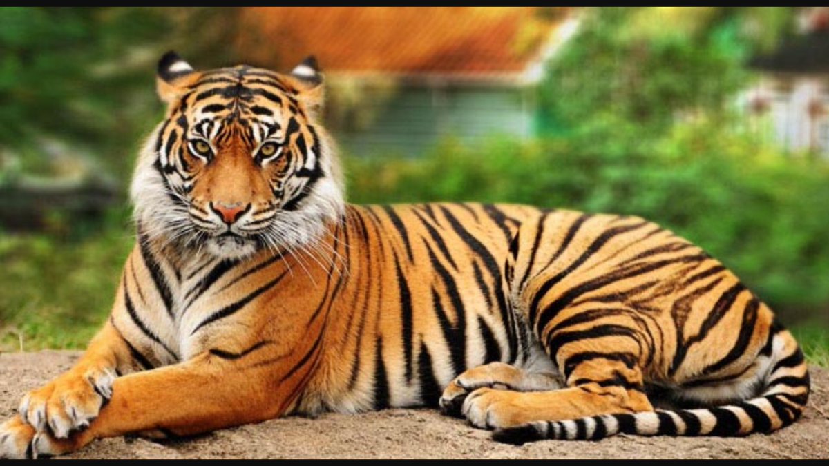 idealdrycleaner's tweet photo. Whitehaven Tigers Football Homecoming 2016 is here!
Friday October 7, 2016  
Tailgate 2:30pm-7:00pm
Parade 5:00pm 
Game Time 7:00pm https://t.co/9hgf3XzgPg
