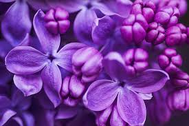 Colorfying's tweet photo. Then you decided that purple just wasnt for you https://t.co/bi7WPLXhth