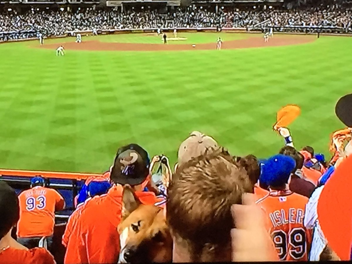 NatsGMdotcom's tweet photo. How did he get such a good seat? #ItsADogsLife #Mets #postseason https://t.co/HYUPAZjIeA