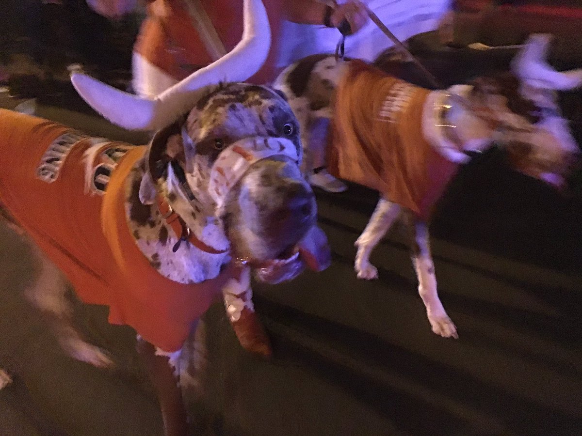 TexasExes's tweet photo. How can we NOT #BeatOU with this pup on our side? #HookEm #TorchlightRally https://t.co/CP4iguYvem
