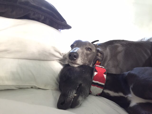 SuperWhippets's tweet photo. @NancyLurcher https://t.co/0ZchhDN3Xz