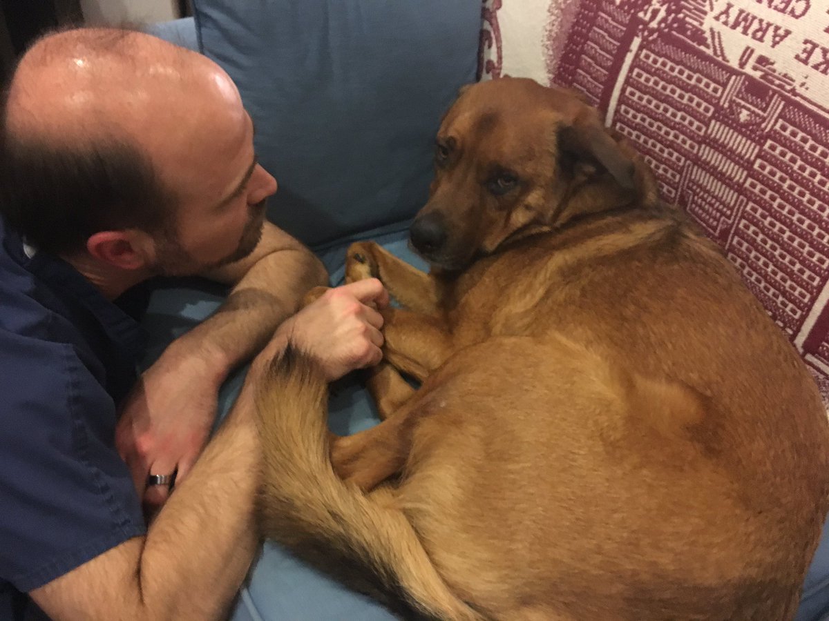 BrianNovy1's tweet photo. Simon is thrilled for his visit to @Dental_Vet. I can't believe I'm missing my little man's oral surgery. Thank you @tuftsvet https://t.co/KURFL5pzZG