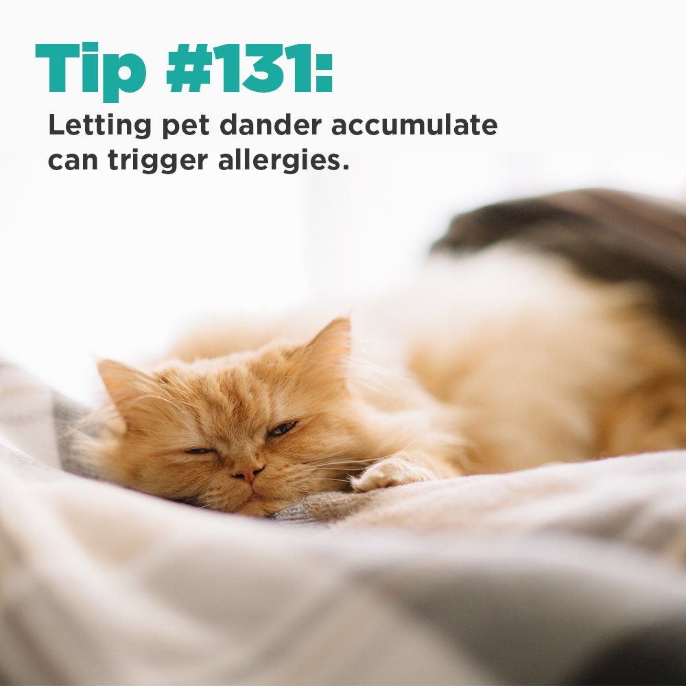 SutterHealth's tweet image. Dust away that pet hair today. 🐾 #allergies