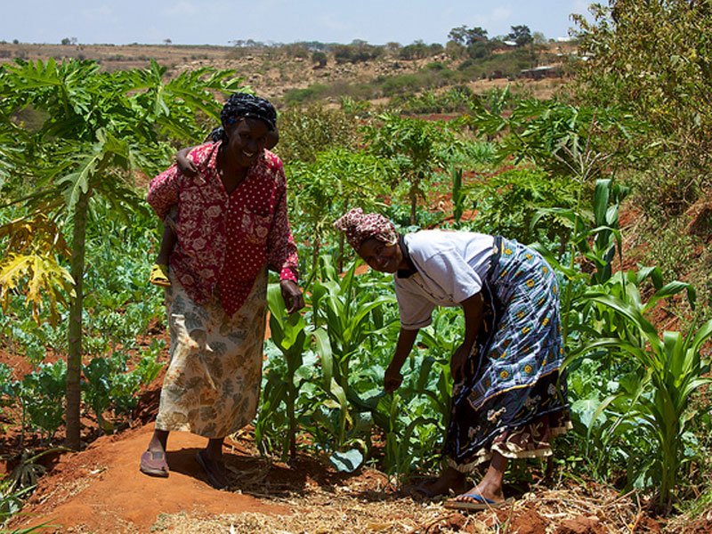 agrifoodaid's tweet image. Climate #Seed Knowledge (CSK) programme promoting natural #agriculture &amp;amp; local #FoodSovereign Done. bit.ly/2dTHE0k #smallholders