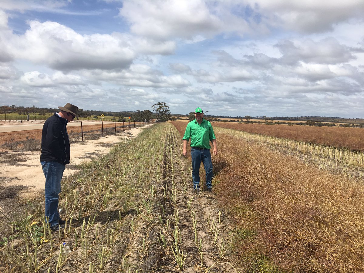 Handy RR Monola swaths in Goomalling $65 per t should be a fair return per ha on this crop #thepackage high oil good yield great returns 💰