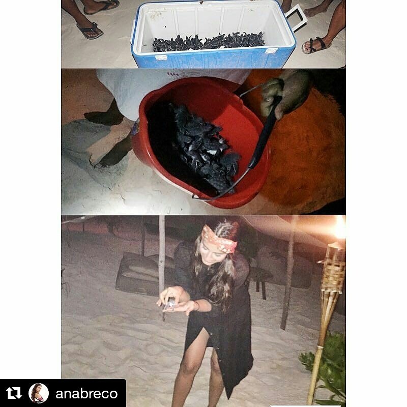 AnaBrecoWorldBr's tweet photo. @anabrendac nos compartilha um dos milagre da vida 🐢❤ https://t.co/w8S7tdHipe