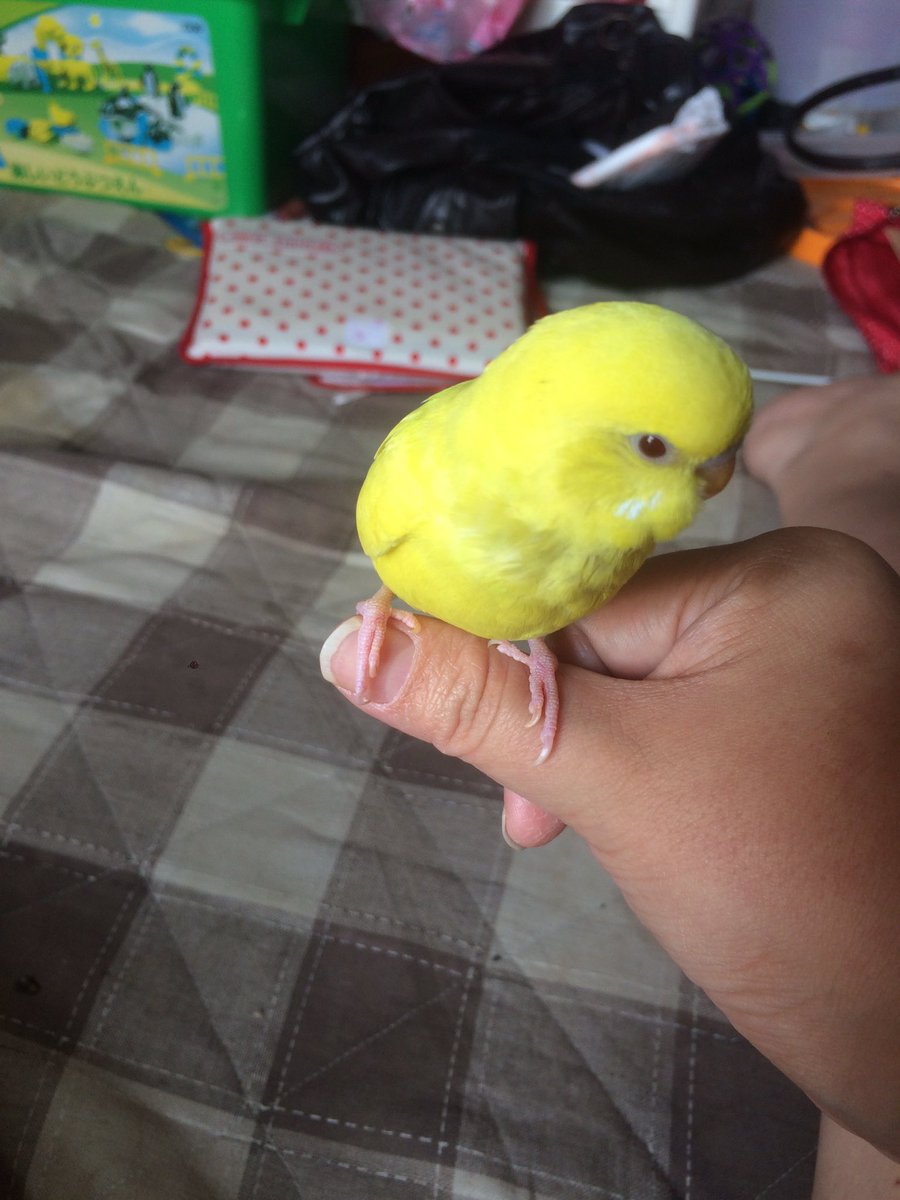 ryugarei1028's tweet photo. うちのインコです！ https://t.co/E5cdkZGGOR