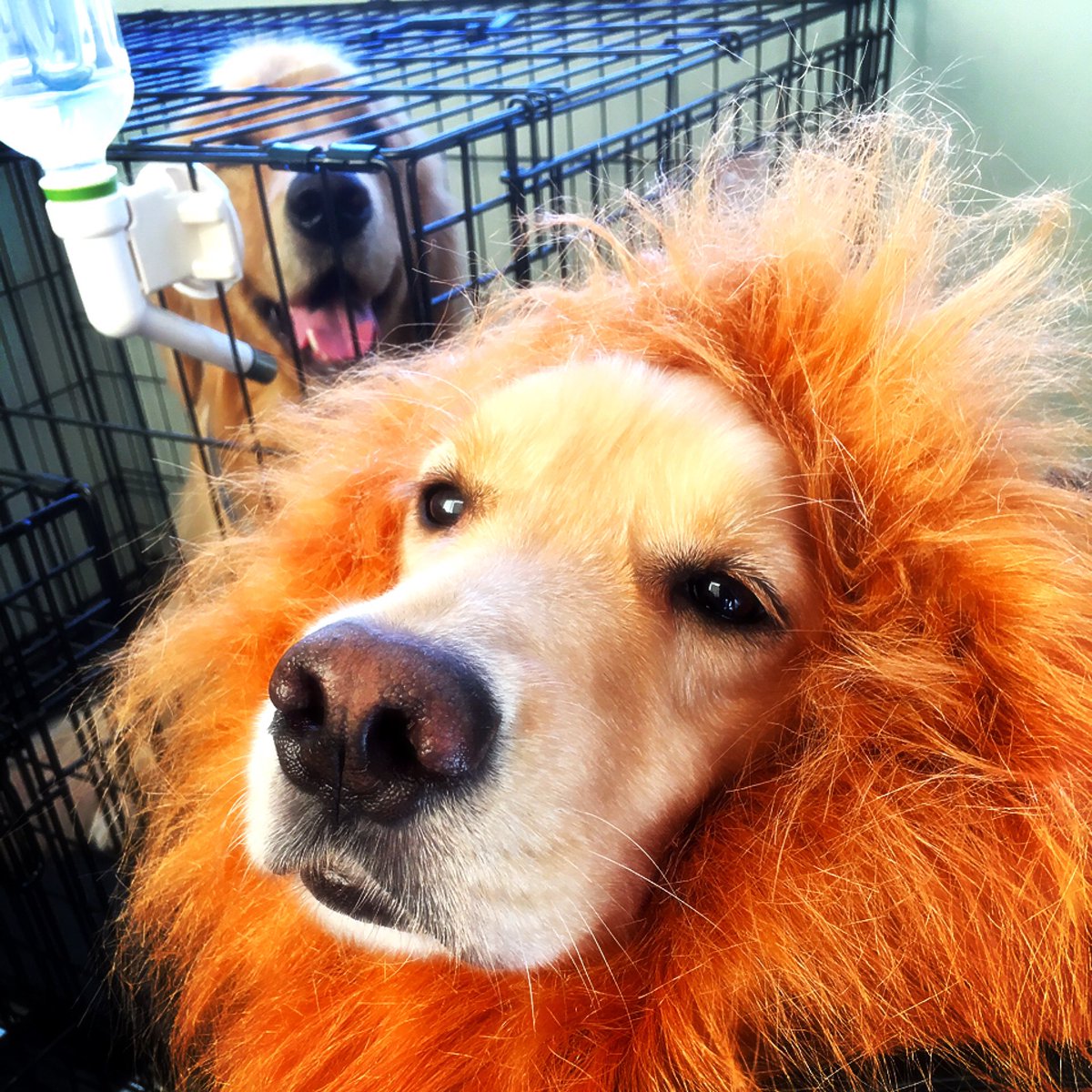 下山和人 短パン社長 Amazonでやってる犬の気持ちの良く分かるテレビcm 羽生牧場の看板犬のゴールデンレトリバー まこととたまこにもやってみよう T Co 0xdxyunb4e