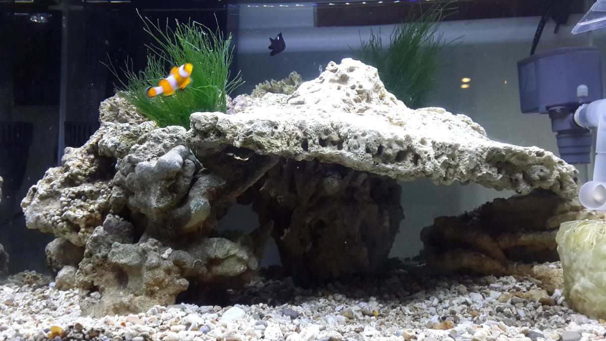 zulpank's tweet image. Cuma sekedar hobi #saltwater #aquarium