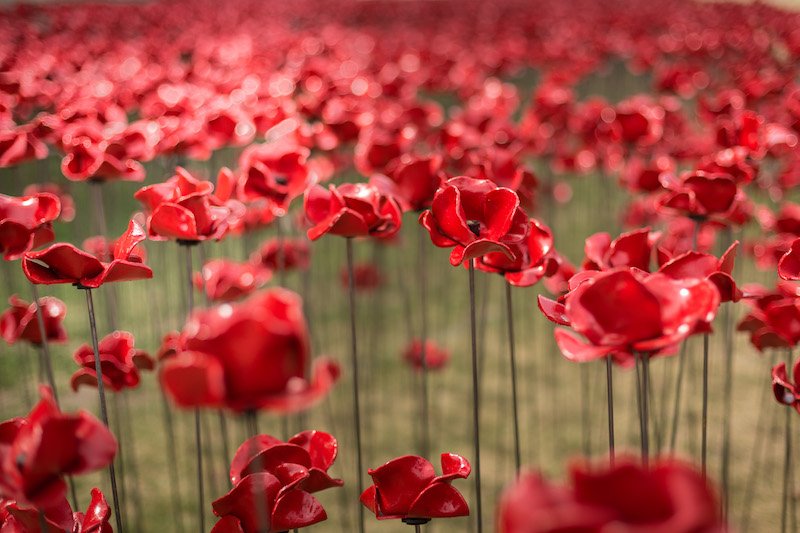 1418NOW's tweet image. Cardiff’s @AssemblyWales is one of 4 brand new venues for Weeping Window as #PoppiesTour continues in 2017. goo.gl/1Jbduz
