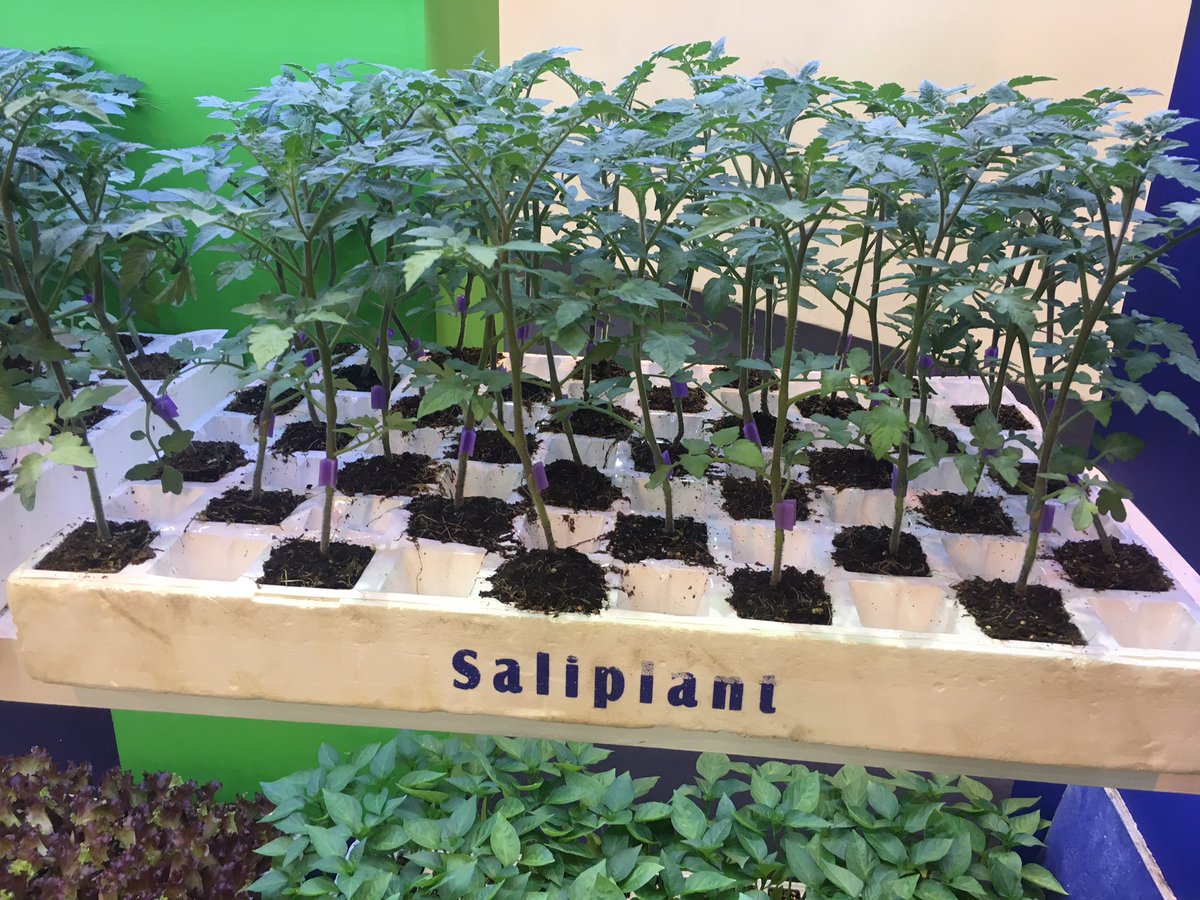 Antonio Magaña (@maganamon) on Twitter photo <a href="/FruitAttraction/">Fruit Attraction</a> <a href="/SaliplantS/">Semilleros Saliplant</a> <a href="/DeRuiterSeeds/">De Ruiter Seeds</a> Great Beaufort anda planta Quality. <a href="/FruitAttraction/">Fruit Attraction</a> <a href="/SaliplantS/">Semilleros Saliplant</a> <a href="/DeRuiterSeeds/">De Ruiter Seeds</a> Great Beaufort anda planta Quality.