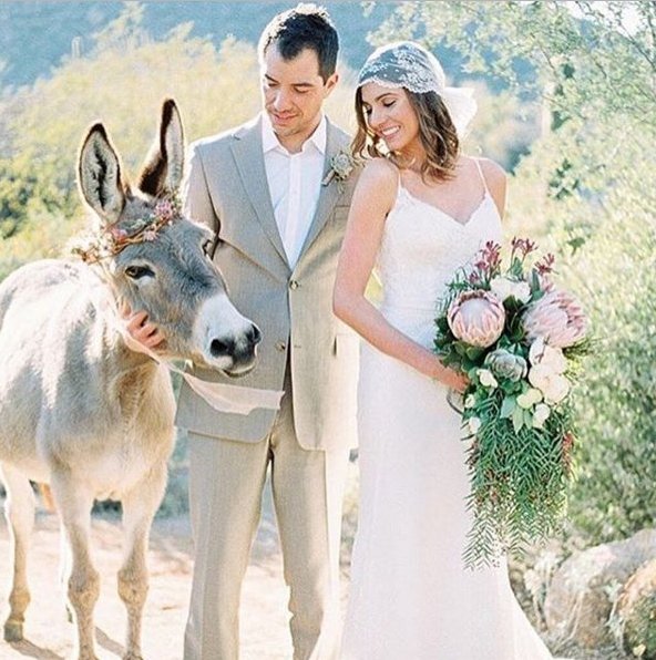 bostonstringens's tweet image. Bridesmaid goals! 😂 How are you including your pets in your big day?