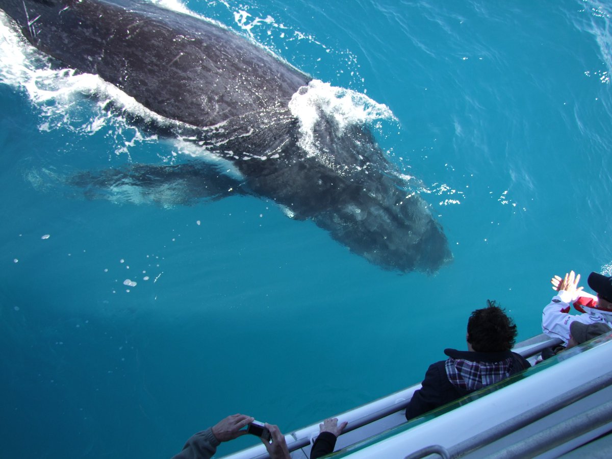 QuickCatII's tweet image. Dont miss out in the chance to get up close to the whales @QuickCatII #visitfrasercoast #thisisqueensland  #seeaustralia