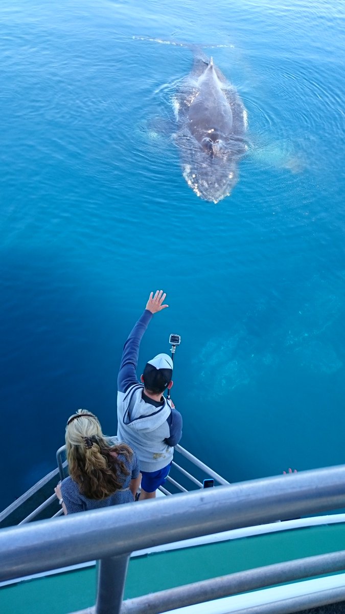 QuickCatII's tweet image. Dont miss out in the chance to get up close to the whales @QuickCatII #visitfrasercoast #thisisqueensland  #seeaustralia