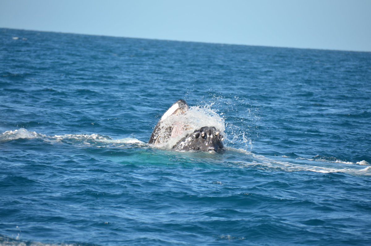 QuickCatII's tweet image. Dont miss out in the chance to get up close to the whales @QuickCatII #visitfrasercoast #thisisqueensland  #seeaustralia