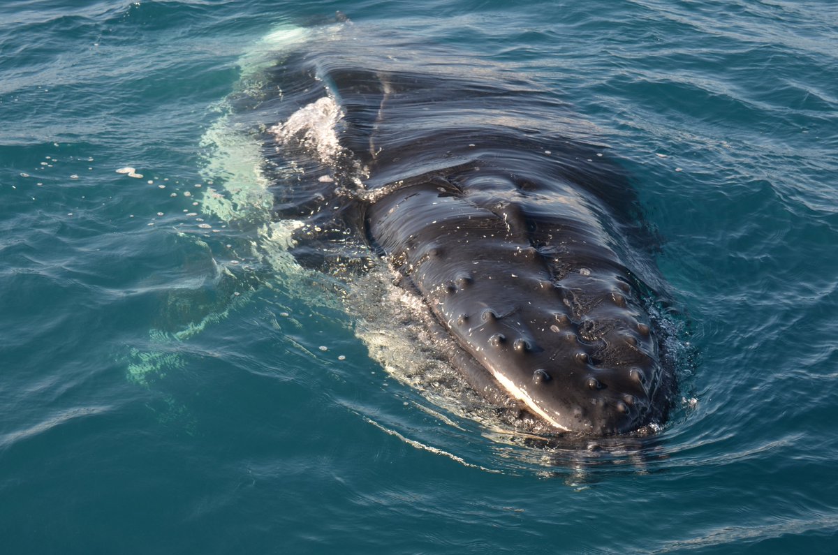 QuickCatII's tweet image. Dont miss out in the chance to get up close to the whales @QuickCatII #visitfrasercoast #thisisqueensland  #seeaustralia