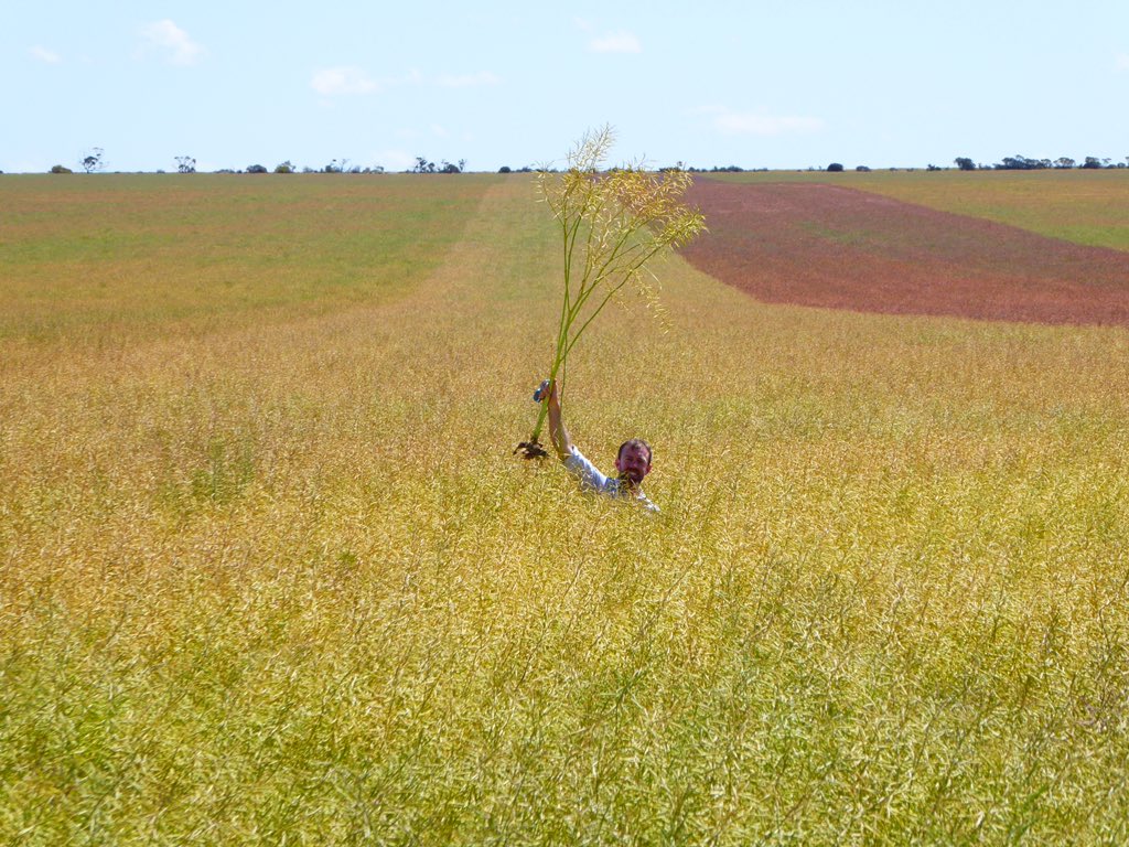 Left the beanie at home for a northern last look Pre-harvest trial tour. tricolour plot of L-R GT50,GT53 &amp; IH51 at Maya WA. Solid crops