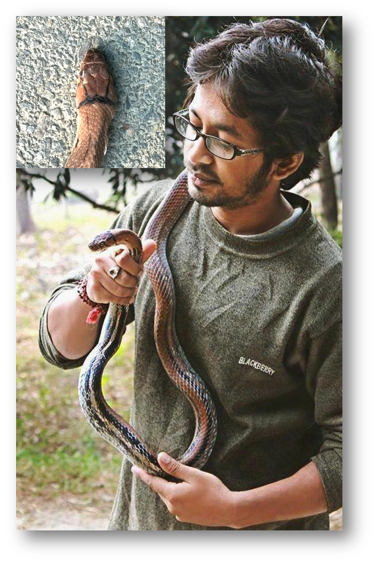 naturenomics's tweet photo. At Eastern Himalayan Botanic Gardens #EHBG,awareness programmes on herpatofauna & snake bite management was adopted
https://t.co/VrXTa58oxL https://t.co/rFtYvlIRyW