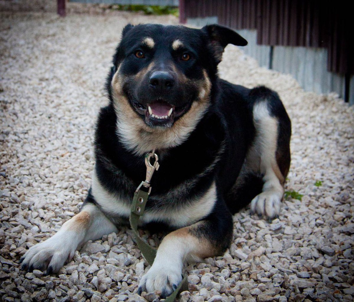 Fibi34's tweet image. Пожалуйста помогите приютскому псу Бруно выиграть годовой запас корма для себя и своих друзей!голосуйте за нас!. royal-canin.ru/hncontest/gall…