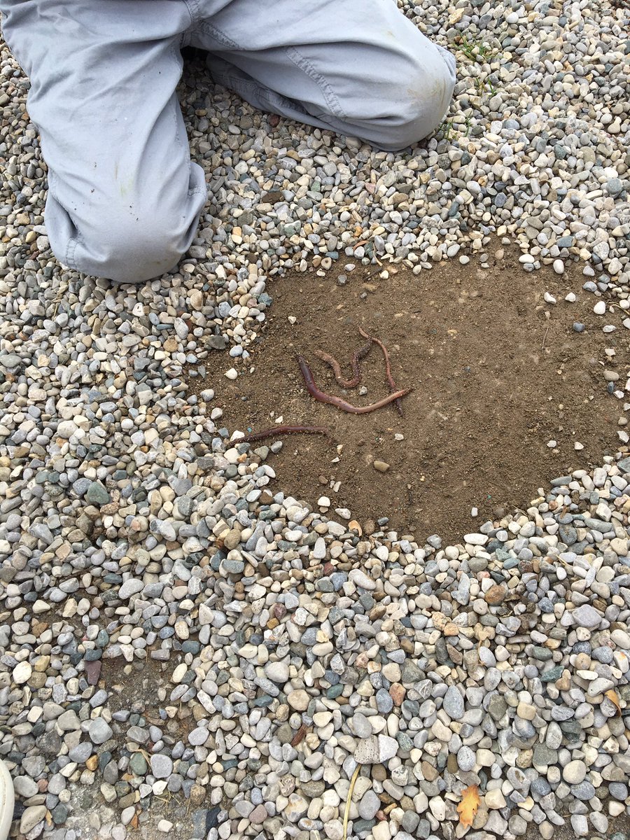 whiteoaksps's tweet image. Ss discovering yard friends #East yard #primaryfun