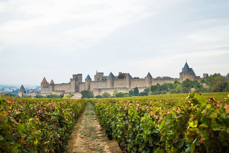 lifefrance's tweet image. Daily #french #photooftheday wandering through a vineyard to reach the fairytale castle of Carcassonne = proper lush!