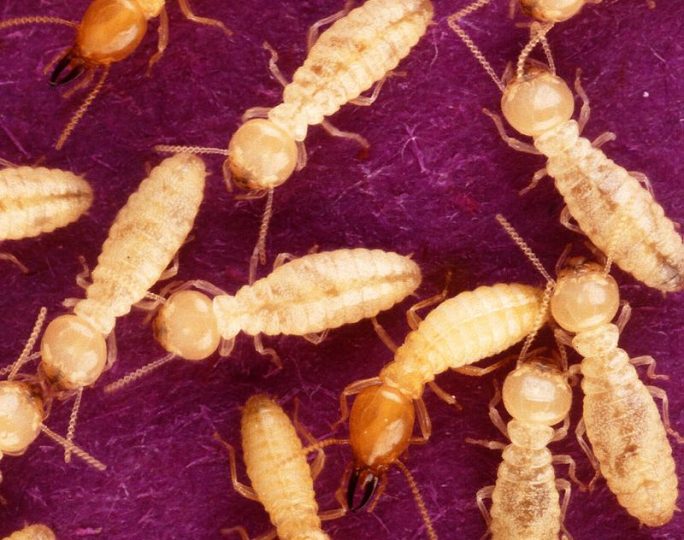 Invasive insect species cause significant financial damage every year - goo.gl/3GqvXQ ...